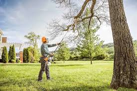 Best Tree Cabling and Bracing  in Wrightsville Beach, NC