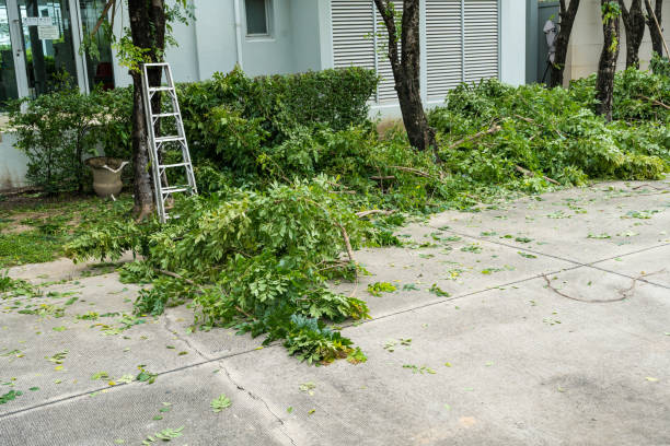 Best Storm Damage Tree Cleanup  in Wrightsville Beach, NC