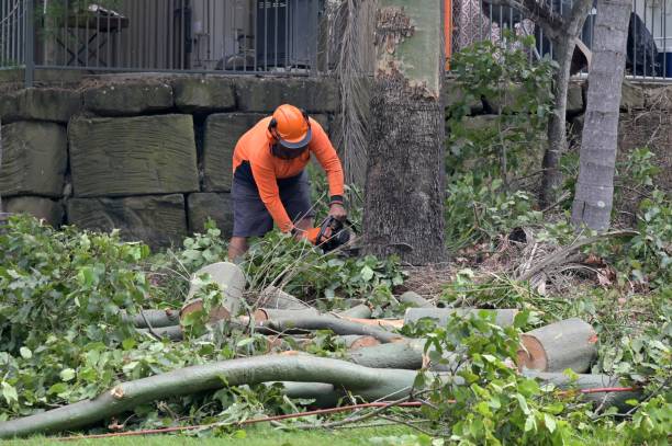 How Our Tree Care Process Works  in  Wrightsville Beach, NC